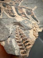 Varenplaat - Fossiel van een varen van 300 miljoen jaar oud