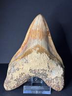 Fire Megalodon - Fossiele tand - 13.3 cm, Verzamelen