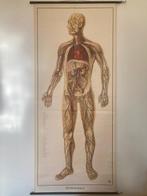 Anatomisch model - Papier - 1950-1960
