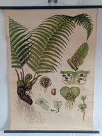 Haslinger Botanische Tafeln. - Schoolkaart - Schoolplaat De, Antiek en Kunst, Curiosa en Brocante