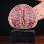 Lamp - Paarse zee-egel - tafellamp - Echinus Esculentus