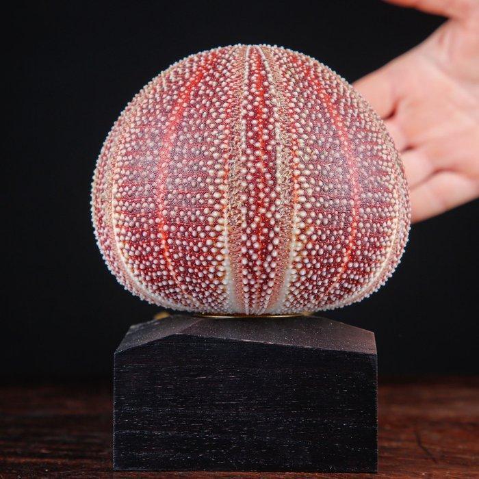 Lamp - Paarse zee-egel - tafellamp - Echinus Esculentus, Antiek en Kunst, Curiosa en Brocante