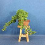 Jeneverbes bonsai (Juniperus) - Hoogte (boom): 14 cm -