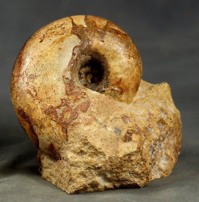 Nautilus - Gefossiliseerd dier - Digonioceras robustum ( 8, Verzamelen, Mineralen en Fossielen