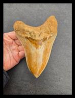 *15.5cm Megalodon Onderkaakse Tand - Fossiele tanden - 155, Collections, Minéraux & Fossiles