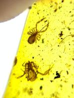 Barnsteen (Zonder minimumprijs), Verzamelen