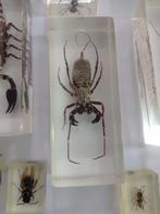 Themacollectie - Taxidermie van het hele lichaam