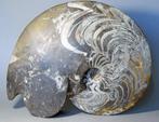 Grote en decoratieve Goniatiet - Gefossiliseerde schelp