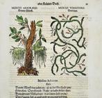 Johann Joachim Becher (1635-1682) - Incunabula, Botany -, Antiek en Kunst