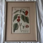 Johann Wilhelm Weinmann (1683–1741) - Exquisite Botanik: