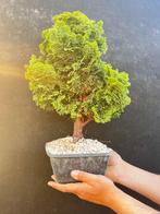 Hinoki cipres bonsai (Chamaecyparis obtusa) - Hoogte (boom):