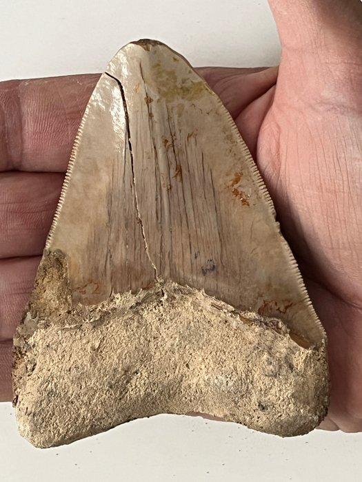 Dent de mégalodon 9,7 cm - Dent fossile - Carcharocles, Verzamelen, Mineralen en Fossielen