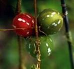 Diplocyclos Palmatus kerstklimmer sier 100 zaden, Nieuw