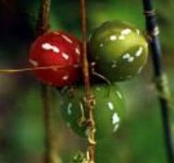 Diplocyclos Palmatus kerstklimmer sier 100 zaden, Hobby en Vrije tijd, Knutselen, Nieuw