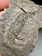Prachtige complete grote 240 miljoen jaar oude garnalen -, Verzamelen, Mineralen en Fossielen