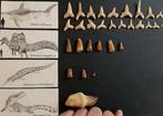 Collectie 30 fossielen - Fossiele tanden - Otodus obliquus;, Verzamelen