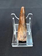 Spinosaurus - Fossiele tand - Spinosaurus Aegyptiacus - 7 cm, Verzamelen