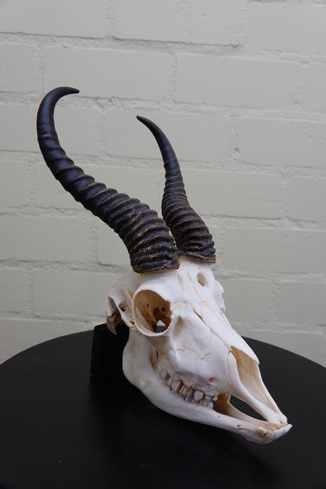 Springbok Schedel - Antidorcas marsupialis - 0 cm - 0 cm - 0, Antiek en Kunst, Curiosa en Brocante