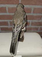 Grand merle Support de corps entier pour taxidermie - Turdus