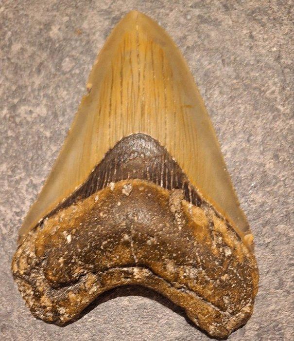 Megalodon - Fossiele tand - Otodus (Carcharocles) megalodon, Verzamelen, Mineralen en Fossielen