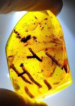 FOSSIEL-GEWELDIG!! Dominicaanse amber - 70 ct -- 14 g