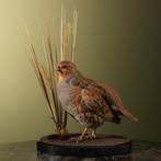 Patrijs Taxidermie Opgezette Dieren By Max, Ophalen of Verzenden, Nieuw, Vogel, Opgezet dier