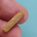 Zelden tand van Rebbachisaurus, 28 mm. - Fossiele tand - 28, Verzamelen