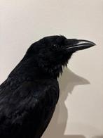 Kraai Taxidermie volledige montage - Corvus - No cites, Verzamelen, Dierenverzamelingen, Nieuw