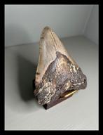 Megalodon - Fossiele tanden - 103 mm - 85 mm, Verzamelen