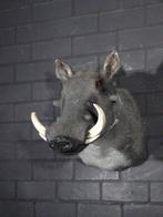 Grand phacochère africain Crâne - Phacochoerus africanus -