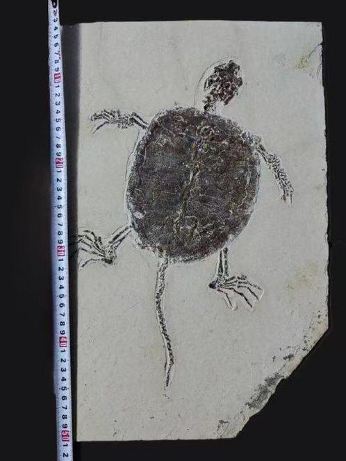 Supergrote Chinese schildpad - Gefossiliseerd dier -, Verzamelen, Mineralen en Fossielen