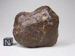 individu NWA 5418 Chondrite L6 à melt-bétriçée de météorite