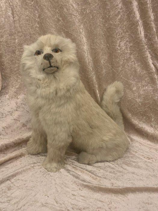 Zittende Pyama hond Frans , gemaakt rond 1895 - Speelgoed, Antiquités & Art, Antiquités | Jouets