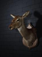 Red Deer - adult female head-mount - Schedel - Cervus, Verzamelen, Dierenverzamelingen, Nieuw