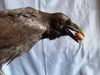 Imperiale kraai Taxidermie volledige montage - Corvus corax, Nieuw