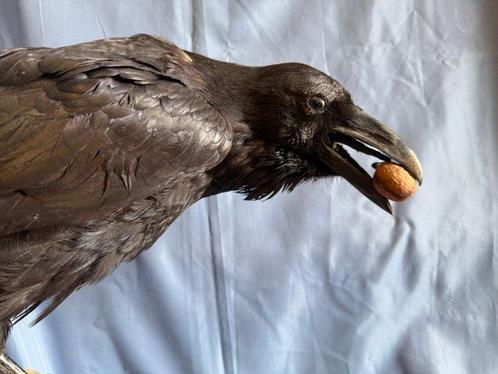 Imperiale kraai Taxidermie volledige montage - Corvus corax, Verzamelen, Dierenverzamelingen