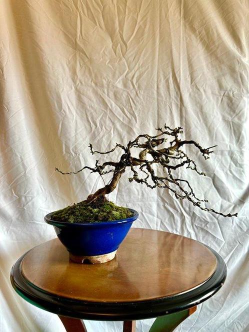 Cerisier à chien ( Prunus Mahaleb ) - Hauteur (arbre) : 27, Antiek en Kunst, Curiosa en Brocante