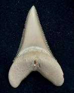 Witte haai Taxidermie volledige montage - Carcharodon, Nieuw