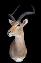 Impala Support de corps entier pour taxidermie - Aepyceros, Verzamelen, Nieuw