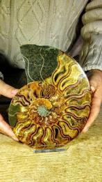 Ammoniet - Gefossiliseerd dier - Aioloceras (Cleoniceras), Verzamelen, Nieuw