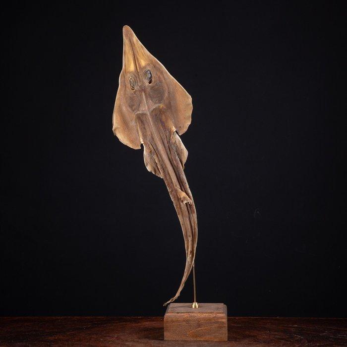 Shovelnosed Guitarfish op aangepast voetstuk - Pesce, Verzamelen, Dierenverzamelingen