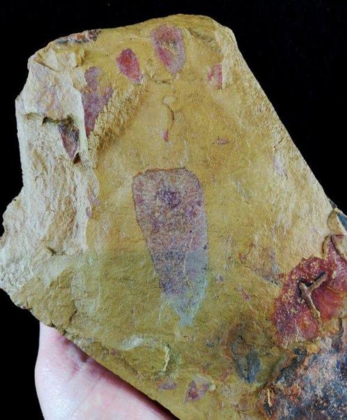 Primitieve spons – uitzonderlijke conservering!!! -, Verzamelen, Mineralen en Fossielen