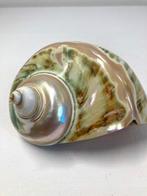 Turban Marbré of grote schelp van zeeslak - Fiji-eilanden -