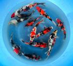 Hirasawa Marusei 28-35cm (Japanse Koi), Ophalen of Verzenden, Nieuw