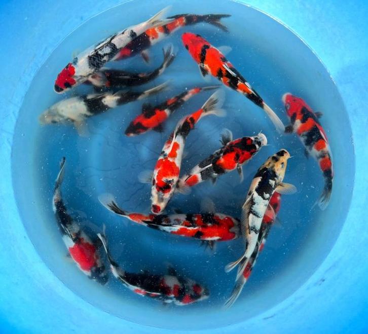 Hirasawa Marusei 28-35cm (Japanse Koi), Tuin en Terras, Vijvers, Nieuw, Ophalen of Verzenden