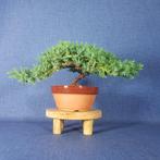 Jeneverbes bonsai (Juniperus) - Hoogte (boom): 11 cm -