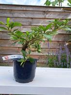Bonsaï Azalée (Rhododendron) - Hauteur (arbre) : 15 cm -