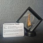 Set in display boxes Tand - Spinosaurus - 8 cm - 2 cm - 2 cm