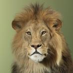 Leeuw Taxidermie volledige montage - Panthera leo - 135 cm -, Nieuw