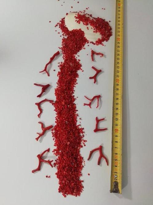 Bloedkoraal Koraal - Corallium rubrum (Zonder Minimumprijs), Verzamelen, Dierenverzamelingen